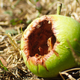 Illustration for article titled Apples Future Looks Rotten